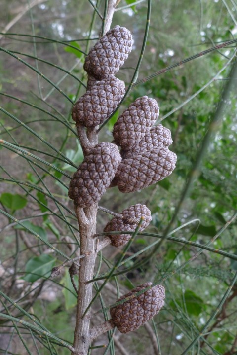 Photo of Allocasuarina distyla (Scrub She-oak)