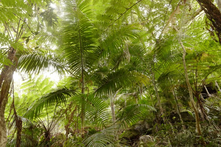 Photo of Archontophoenix cunninghamiana (Bangalow Palm)