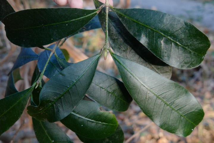 Photo of Baloghia inophylla (Brush Bloodwood)