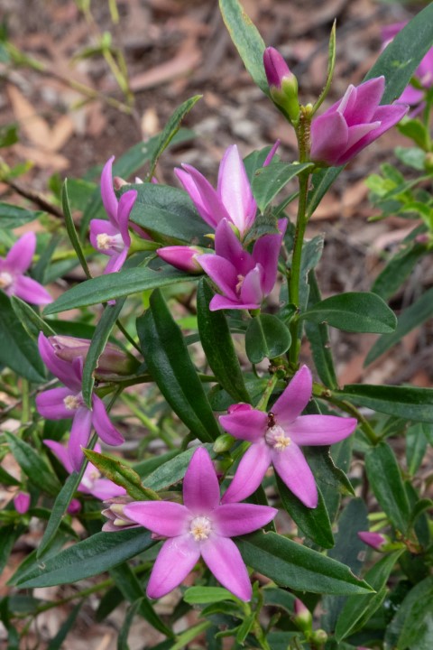 Photo of Crowea saligna (Willow-leaved crowea)