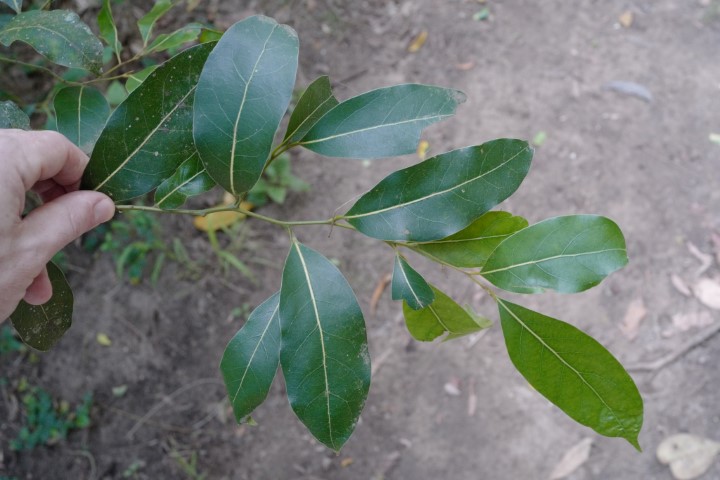 Photo of Cryptocarya microneura (Murrogun)