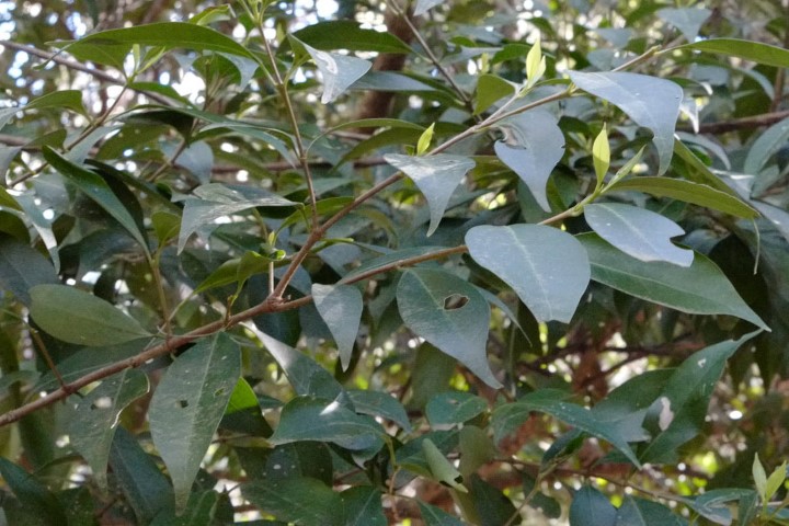 Photo of Cyclophyllum longipetalum (Coast Canthium)