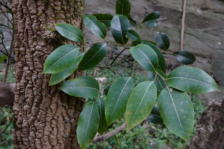 Photo of Endiandra sieberi (Corkwood)