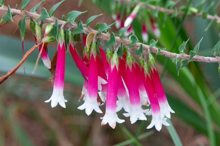 Photo of Epacris longiflora (Fuchsia Heath)