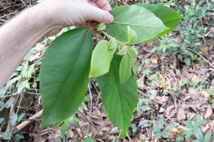 Photo of Gmelina leichhardtii (White Beech)