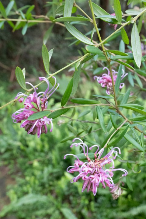 Photo of Grevillea sericea (Pink Spider Flower)