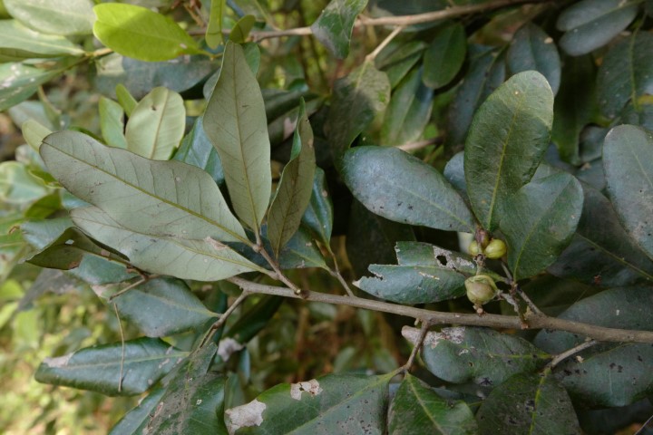 Photo of Guioa semiglauca (Guioa)