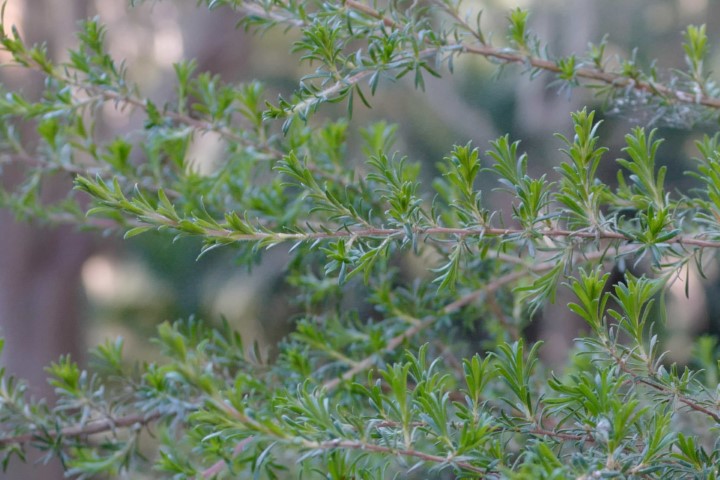 Photo of Kunzea ambigua (Tick Bush)