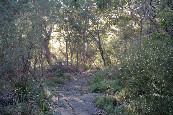 Photo of Mt Trefle Track in Nielsen Park