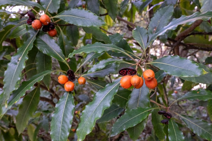 Photo of Pittosporum undulatum (Sweet Pittosporum)