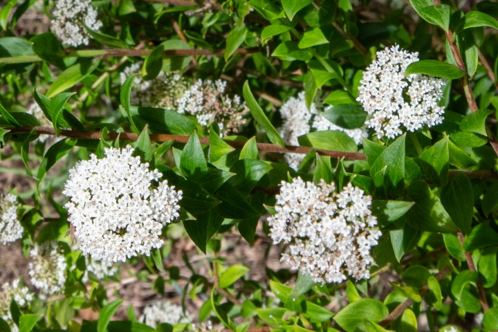 Photo of Platysace lanceolata (Shrubby Platysace)