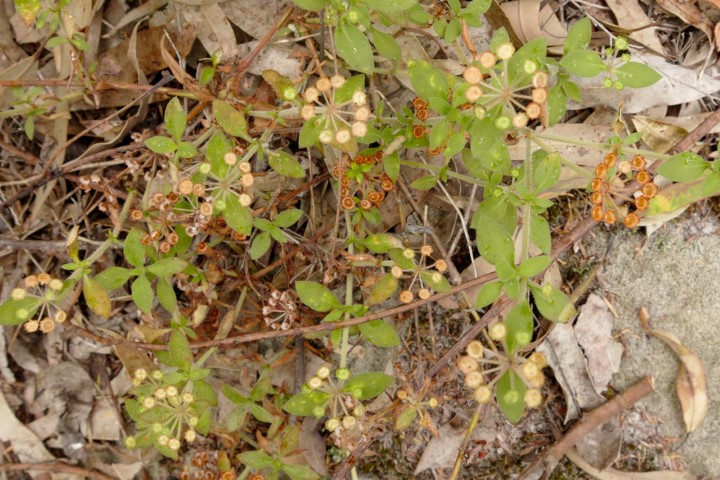 Photo of Pomax umbellata (Pomax)