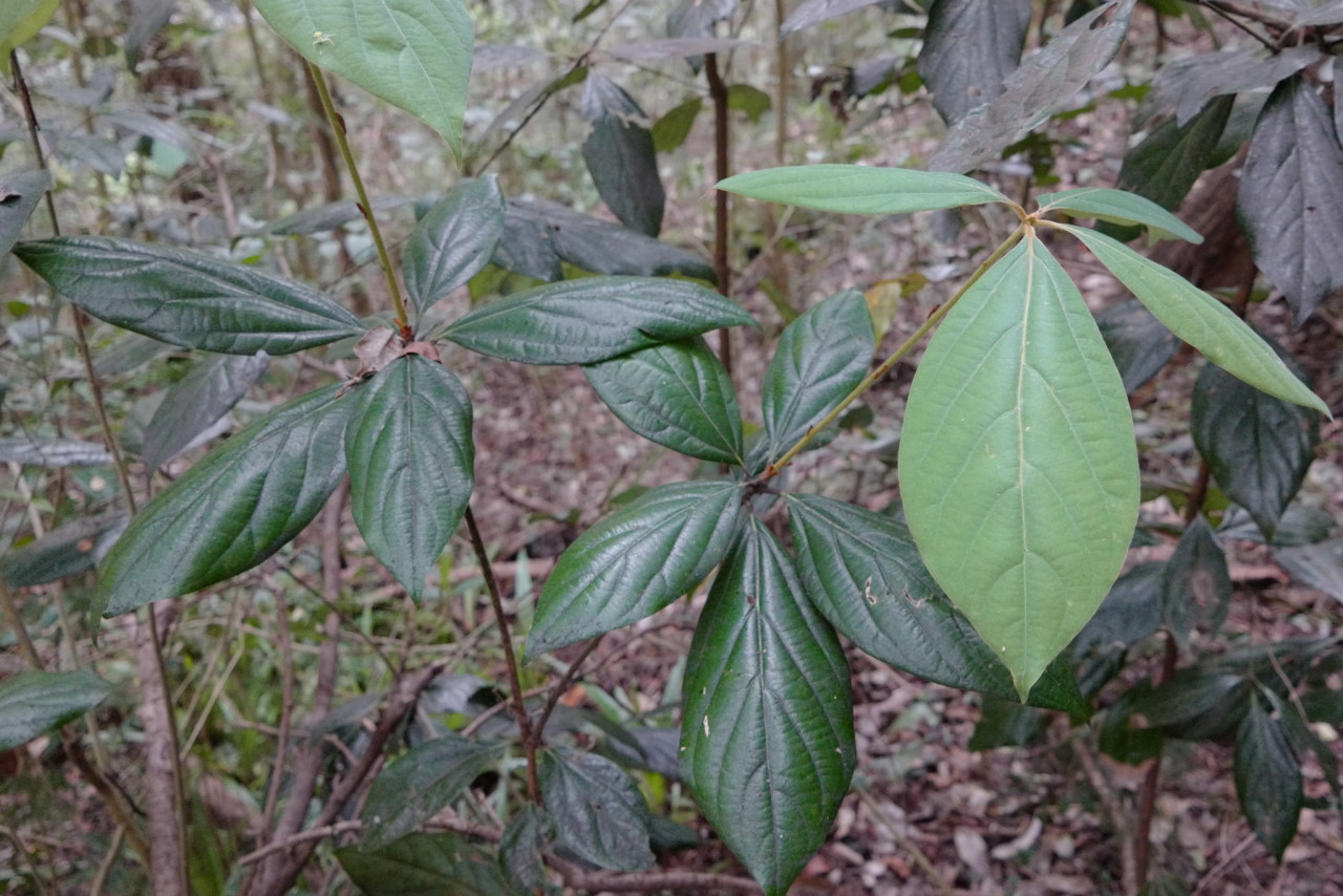 Photo of Neolitsea dealbata in Cooper Park