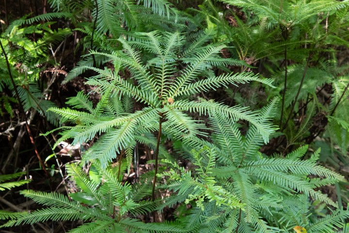 Photo of Sticherus flabellatus (Umbrella Fern)