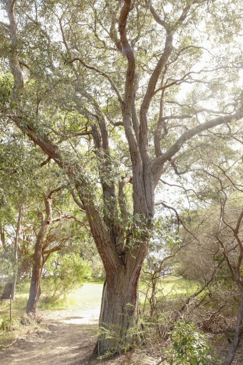 Photo of Syncarpia glomulifera (Turpentine)