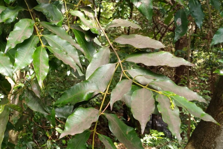 Photo of Waterhousea floribunda (Weeping Lilly Pilly)